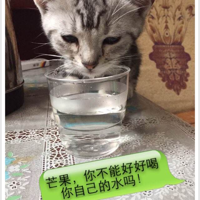 塞伦国际大学文凭毕业证哪里可以做假的